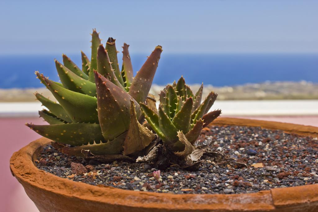 Nectarios Villa - Studios & Suites Adults Only Fira (Santorini) Quarto foto